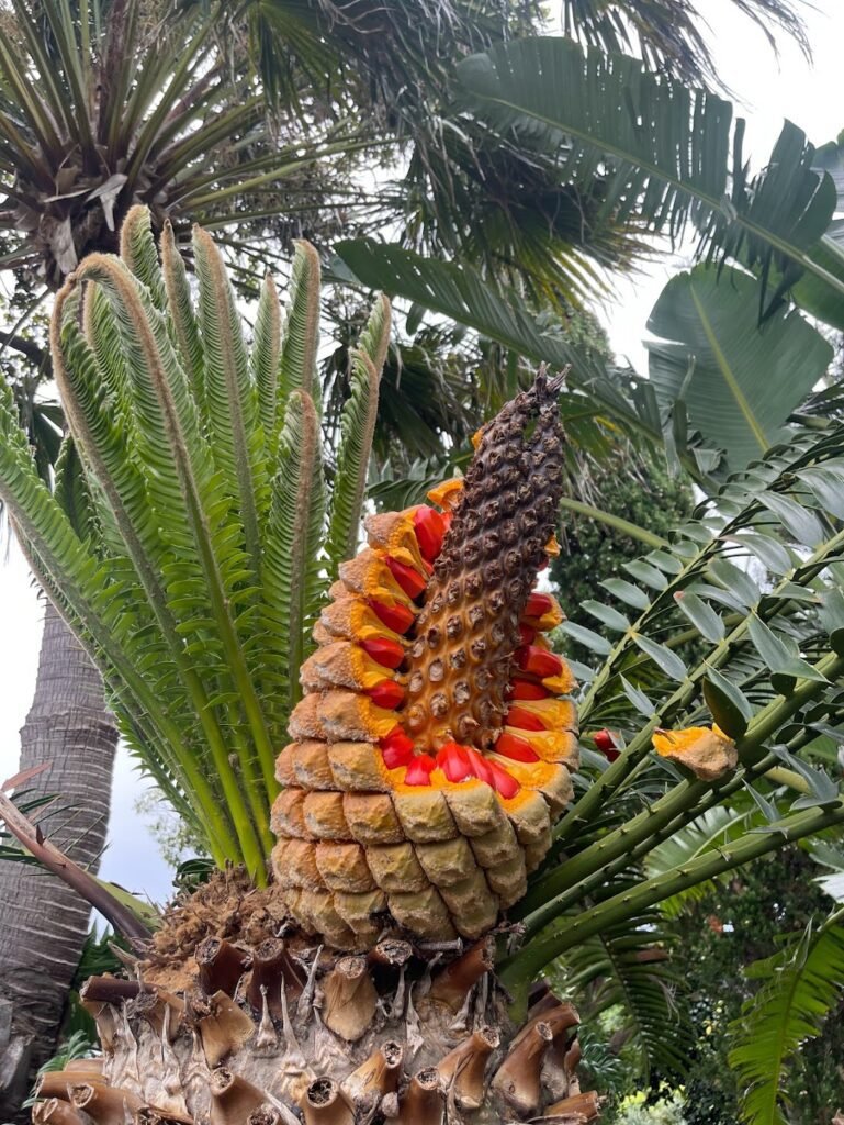 Gloe. Madeira - vacanta, natura